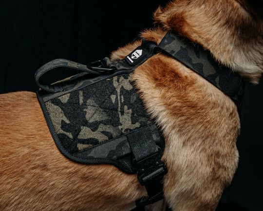Tactipup x HFB - Black Mutli-Cam Tactical Dog Harness
