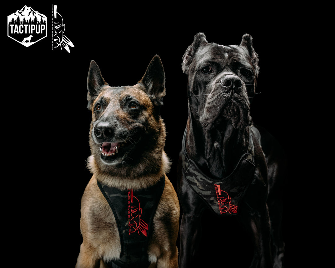 Tactipup x HFB - Black Mutli-Cam Tactical Dog Harness